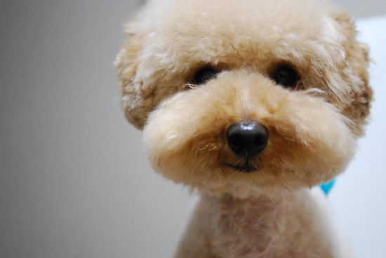 泰迪犬怎么養 泰迪犬怎么養才能養好健健康康的5