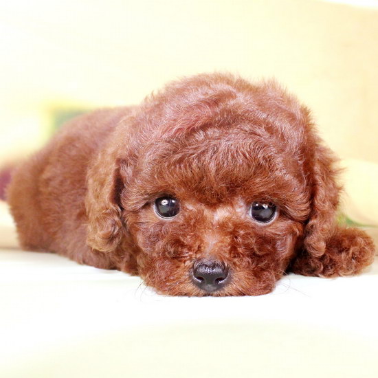 泰迪犬怎么養 泰迪犬怎么養才能養好健健康康的3