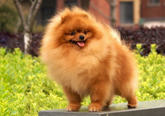 博美犬怎么養 博美犬飼養方法和注意事項1