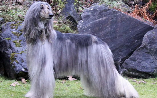 阿富汗獵犬怎么養(yǎng) 阿富汗獵犬養(yǎng)殖方法分享2