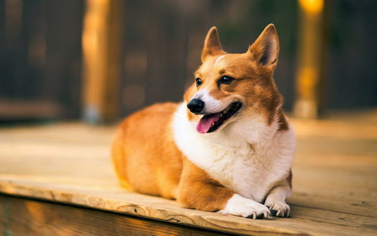 柯基犬怎么養(yǎng) 柯基犬飼養(yǎng)方法1