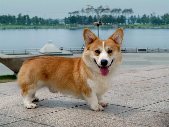 柯基犬怎么養(yǎng) 柯基犬飼養(yǎng)方法2