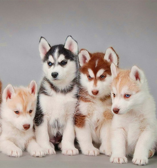 哈士奇幼犬怎么養 哈士奇幼犬飼養方法2