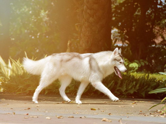 狗狗缺鈣的癥狀是什么?狗狗缺鈣的原因有哪些?怎么調養?1