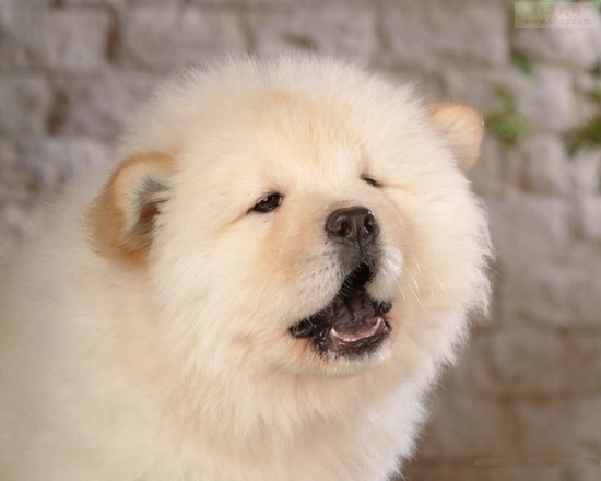 松獅犬怎么喂養 松獅犬喂養方法及注意事項1