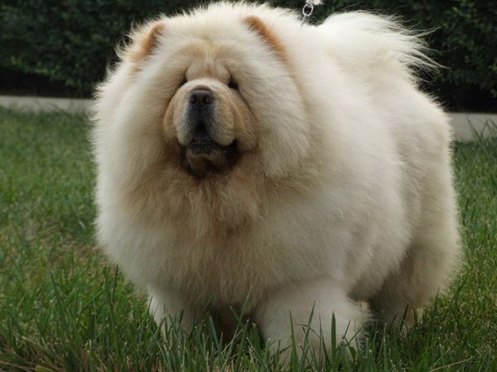 松獅犬怎么喂養 松獅犬喂養方法及注意事項2