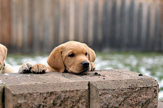 2個月的小拉布拉多犬怎么養 拉布拉多犬飼養指南手冊