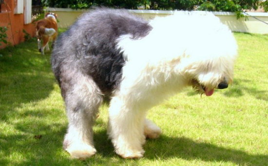 古牧犬怎么養(yǎng) 古代牧羊犬飼養(yǎng)方法1