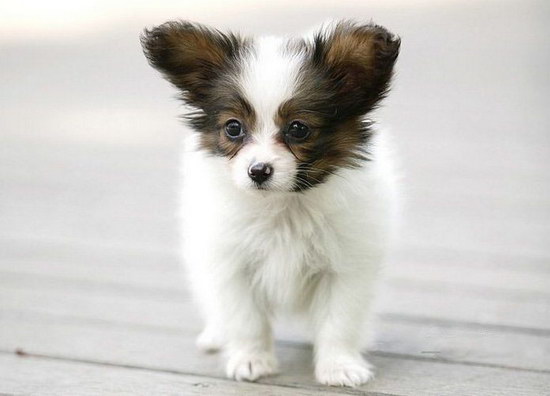 蝴蝶犬幼犬怎么養(yǎng) 蝴蝶犬飼養(yǎng)注意事項(xiàng)1