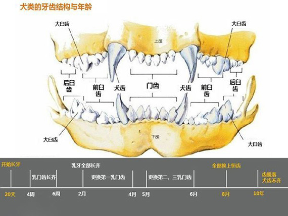 狗狗牙齒年齡圖解 狗狗年齡牙齒對照表