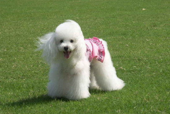 貴賓犬怎么養 貴賓犬飼養方法1
