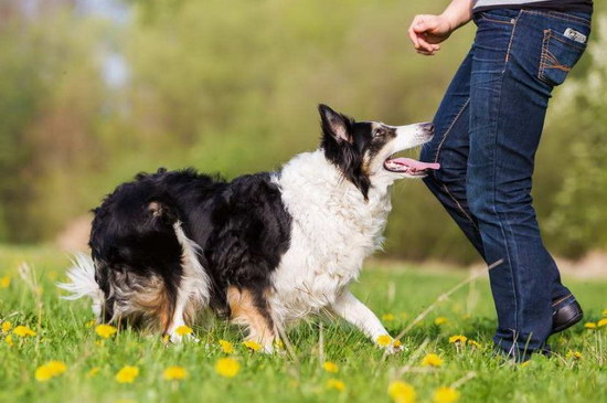 邊境牧羊犬怎么養 邊境牧羊犬飼養方法3
