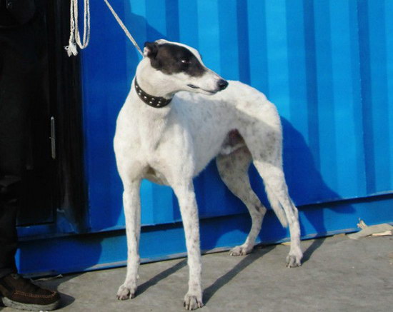 格力犬怎么養(yǎng) 格力犬飼養(yǎng)方法及注意事項(xiàng)1