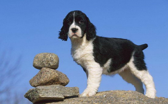 史賓格犬怎么養(yǎng) 英國(guó)史賓格犬飼養(yǎng)方法及注意事項(xiàng)1
