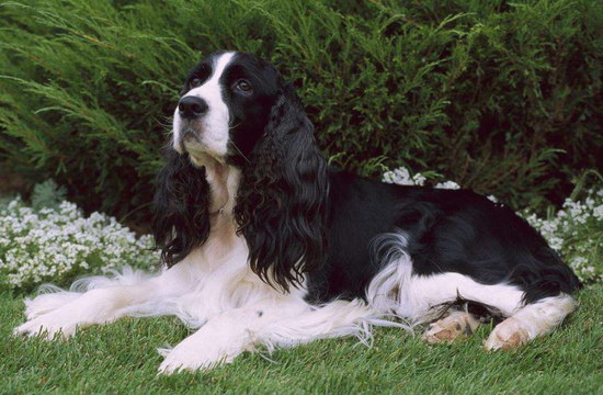 史賓格犬怎么養(yǎng) 英國(guó)史賓格犬飼養(yǎng)方法及注意事項(xiàng)4