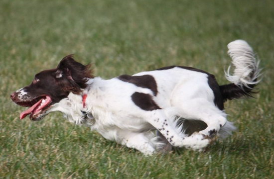 史賓格犬怎么養(yǎng) 英國(guó)史賓格犬飼養(yǎng)方法及注意事項(xiàng)3