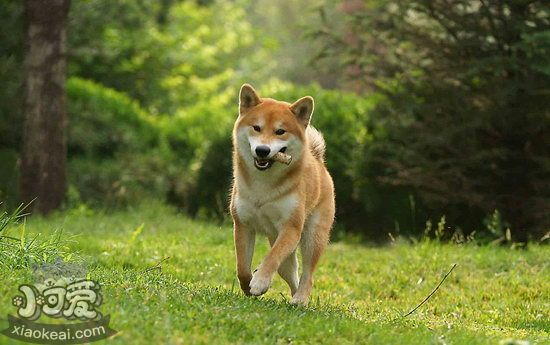 柴犬怎么養 柴犬飼養心得1