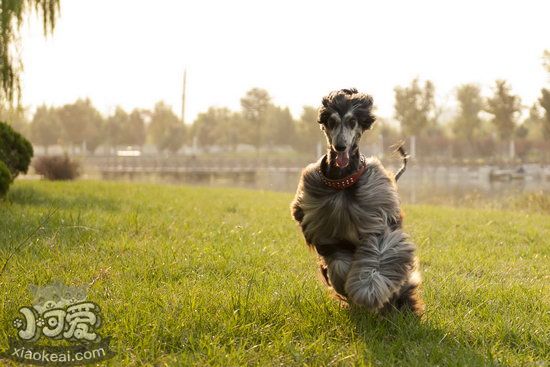 阿富汗獵犬吃什么毛色更好 怎么讓阿富汗獵犬毛色亮麗光澤