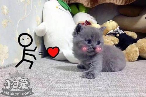 俄羅斯藍(lán)貓肝硬化怎么治療 貓咪肝硬化臨床癥狀