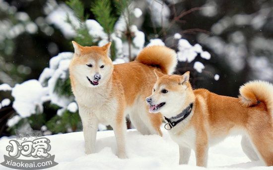 秋田犬怎么美容 秋田犬美容要點(diǎn)介紹1