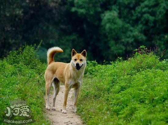 老年中華田園犬怎么養 老年中華田園犬喂養知識1