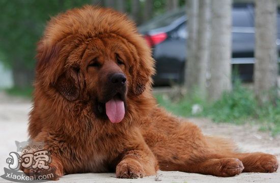 藏獒牙周炎怎么辦 藏獒牙周炎吃什么藥1