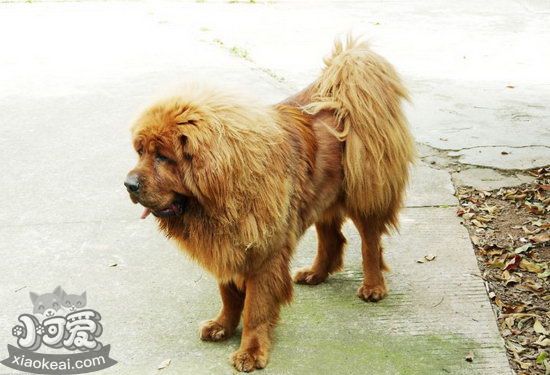 藏獒吃什么毛長的好 藏獒吃什么食物毛發長的好2