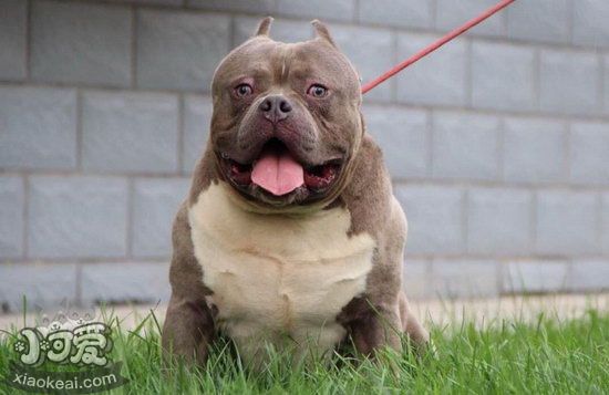 美國惡霸犬怎么刷牙?多久刷一次?惡霸犬口腔衛(wèi)生護(hù)理方法1
