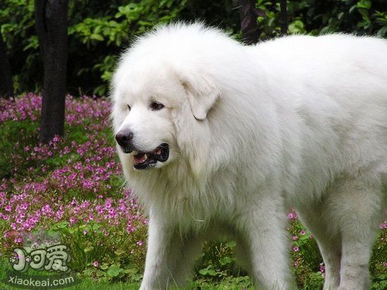 大白熊犬換毛怎么護(hù)理 大白熊犬換毛期間護(hù)理方法1