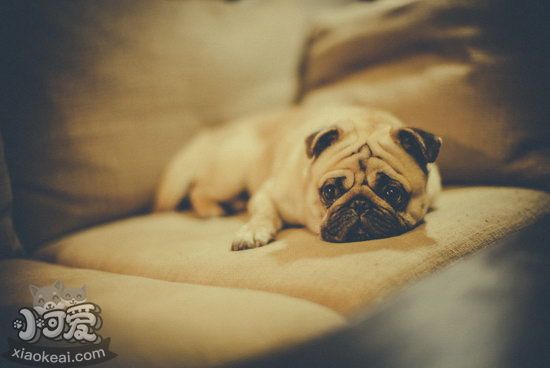 巴哥犬毛發怎么梳理 八哥犬毛發梳洗方法1