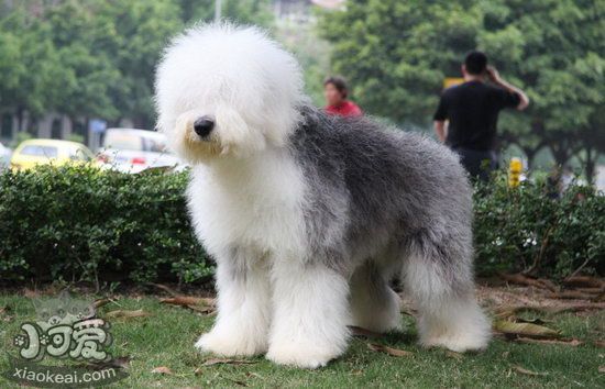 英國古代牧羊犬怎么護理 古牧日常護理內容1
