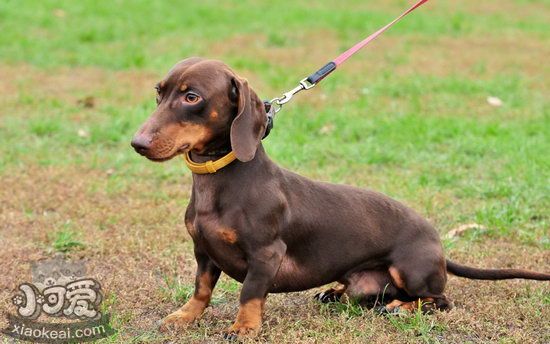 臘腸犬幼犬怎么照顧 臘腸犬幼犬飼養注意事項1