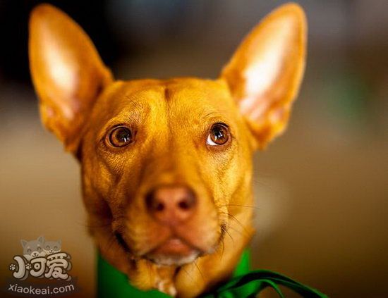 法老王獵犬牙齒怎么護(hù)理 法老王獵犬牙齒護(hù)理方法2