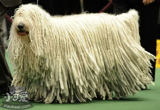 可蒙犬毛發(fā)怎么護理 可蒙犬毛發(fā)梳理修剪方法1