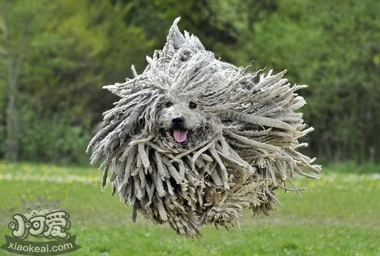 可蒙犬怎么養(yǎng) 可蒙犬飼養(yǎng)注意事項1