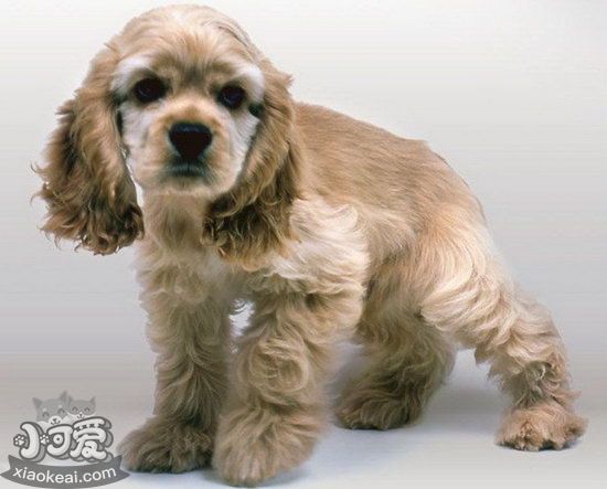 美國(guó)可卡幼犬怎么養(yǎng) 剛出生的美國(guó)可卡犬喂養(yǎng)方法2