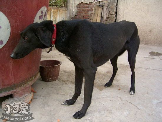 細犬幼犬怎么養 剛帶回家兩三個月的中國細犬照顧方法1
