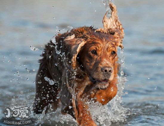 英國(guó)可卡犬怎么梳毛 英國(guó)可卡犬毛發(fā)打理方法1