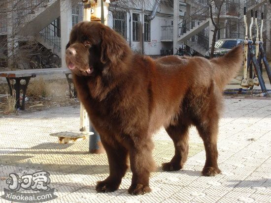 紐芬蘭犬怎么洗澡 紐芬蘭犬洗澡步驟1
