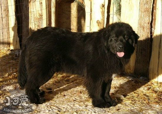 紐芬蘭犬毛發打結怎么辦 紐芬蘭犬毛發打結解決方法1