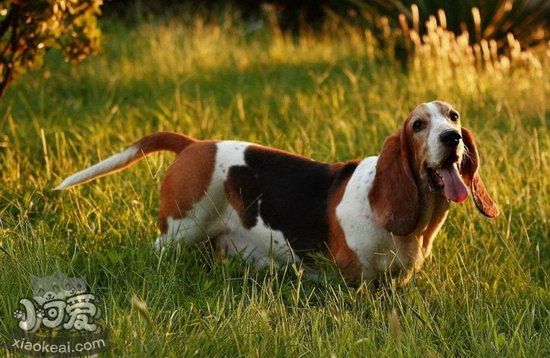 巴吉度犬怎么養 巴吉度犬飼養方法及注意事項3
