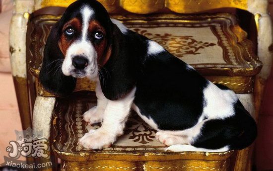 巴吉度犬毛發(fā)怎么護(hù)理 巴吉度犬毛發(fā)護(hù)理心得分享1