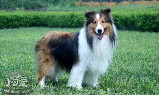 喜樂蒂怎么護(hù)理 喜樂蒂牧羊犬日常護(hù)理方法1