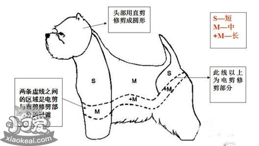 西高地白梗怎么修毛 西高地白梗修剪毛發(fā)教程詳解1