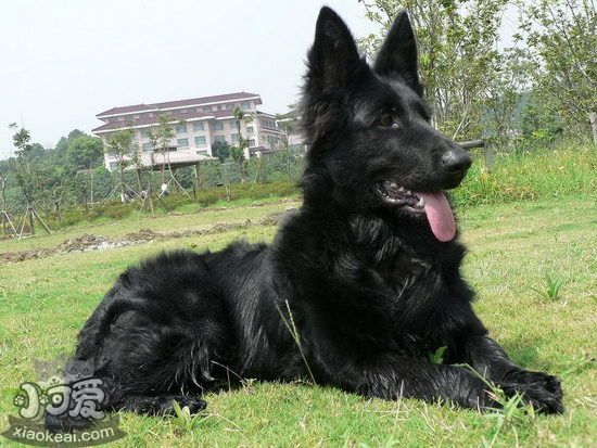比利時牧羊犬怎么洗澡 比利時牧羊犬洗澡流程1