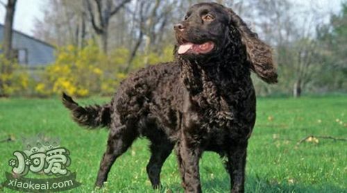 美國水獵犬毛發怎么修剪 大型美國水獵犬修剪方法