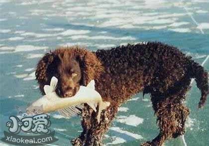 美國(guó)水獵犬怎么養(yǎng) 美國(guó)水獵犬護(hù)理常識(shí)