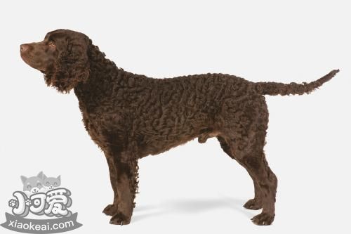 美國水獵犬怎么洗澡 美國水獵犬洗澡步驟