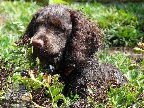 美國(guó)水獵犬性格好不好 美國(guó)水獵犬性格詳解