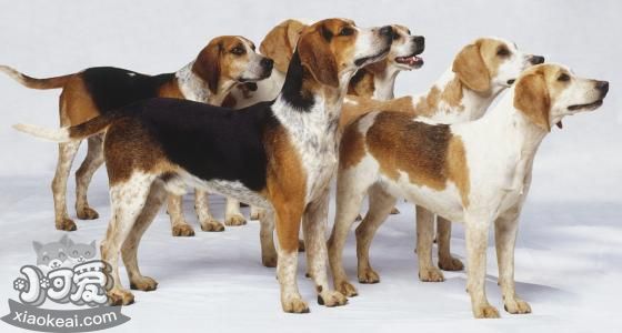 英國(guó)獵狐犬怎么美容 英國(guó)獵狐犬美容小技巧